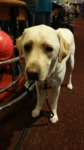 Guide Dog tyler waiting for his go!