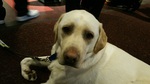 Guide Dog Tyler posing for his close-up